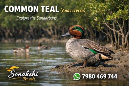 Common-Teal-Anas-crecca (1)