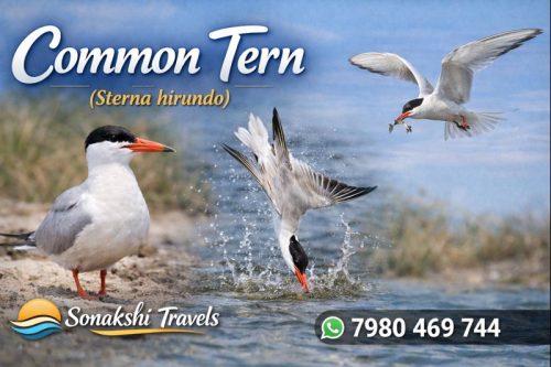 Common-Tern-Sterna-hirundo