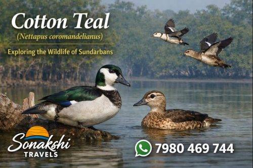 Cotton-Teal-Nettapus-coromandelianus (1)