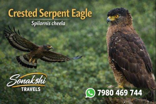 Crested-Serpent-Eagle-Spilornis-cheela
