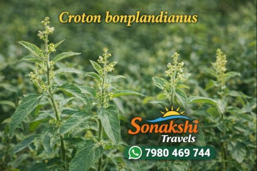 Croton-bonplandianus