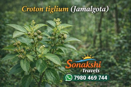 Croton-tiglium-Jamalgota