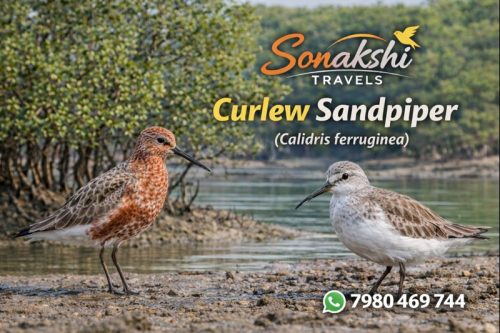 Curlew-Sandpiper-Calidris-ferruginea