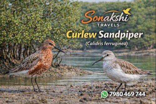 Curlew-Sandpiper-Calidris-ferruginea (1)