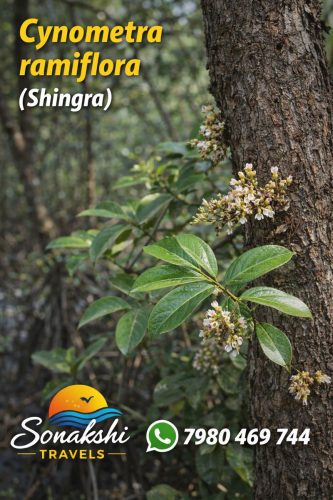 Cynometra-ramiflora-Shingra