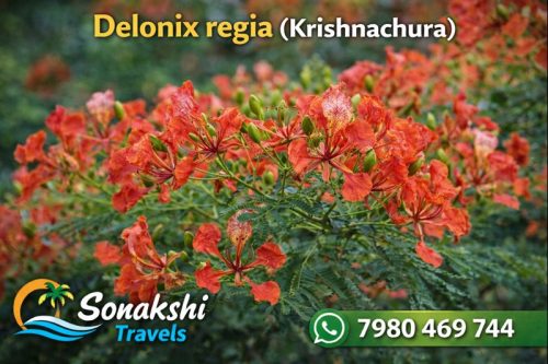 Delonix-regia-Krishnachura
