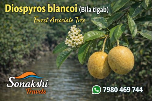 Diospyros-blancoi-Bila-tigab