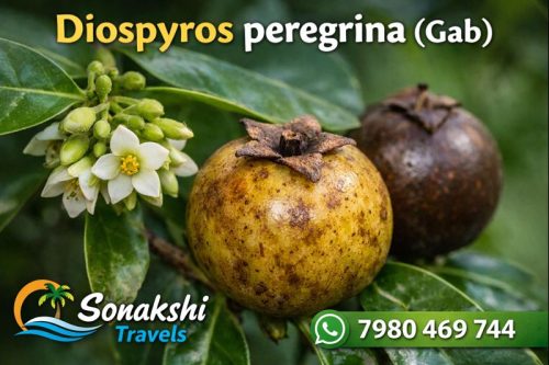 Diospyros-peregrina-Gab