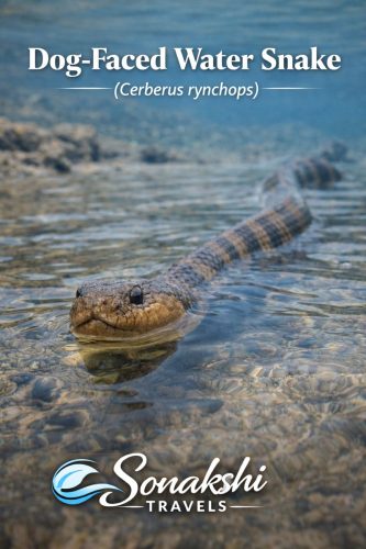 Dog-Faced-Water-Snake-Cerberus-rynchops