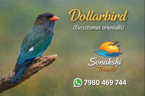 Dollarbird-Eurystomus-orientalis