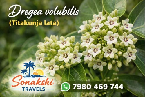 Dregea-volubilis-Titakunja-Lata