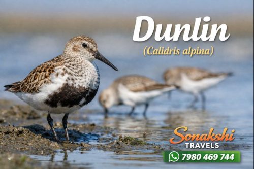 Dunlin-Calidris-alpina