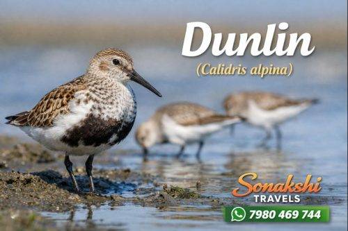 Dunlin-Calidris-alpina (1)