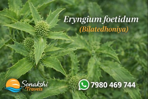 Eryngium-foetidum-Bilatedhoniya