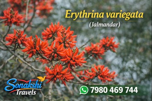 Erythrina-variegata-Jalmandar