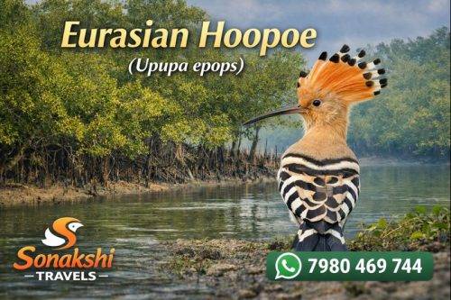 Eurasian-Hoopoe-Upupa-epops
