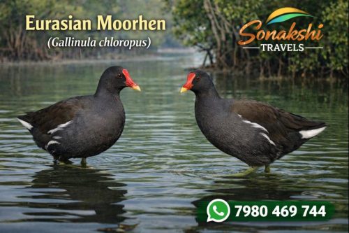 Eurasian-Moorhen-Gallinula-chloropus
