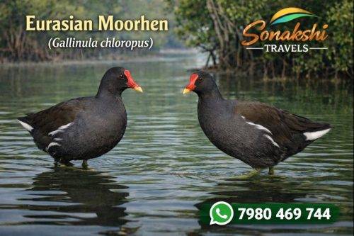 Eurasian-Moorhen-Gallinula-chloropus (1)
