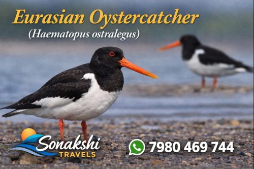 Eurasian-Oystercatcher-Haematopus-ostralegus