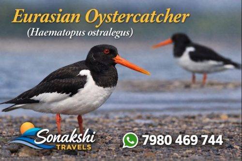 Eurasian-Oystercatcher-Haematopus-ostralegus (1)