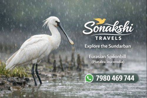 Eurasian-Spoonbill-Platalea-leucorodia