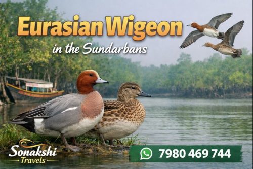 Eurasian-Wigeon-Mareca-penelope