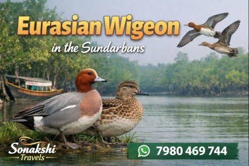 Eurasian-Wigeon-Mareca-penelope (1)