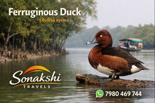 Ferruginous-Duck-Aythya-nyroca (1)