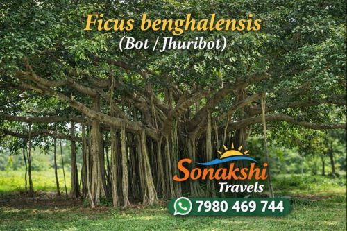 Ficus-benghalensis