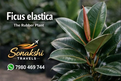 Ficus-elastica
