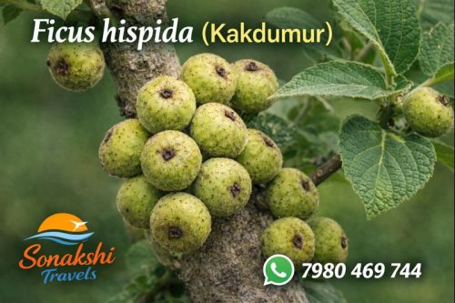 Ficus-hispida-Kakdumur