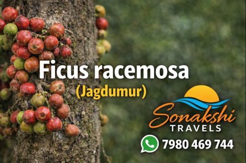 Ficus-racemosa-Jagdumur