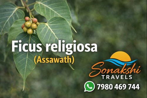 Ficus-religiosa-Assawath