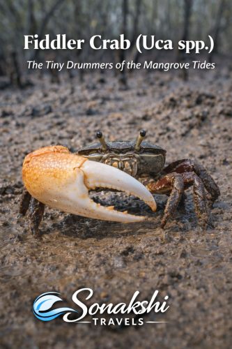Fiddler-Crab