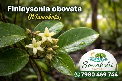 Finlaysonia-obovata-Mamakola