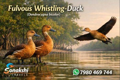 Fulvous-Whistling-Duck-Dendrocygna-bicolor (1)