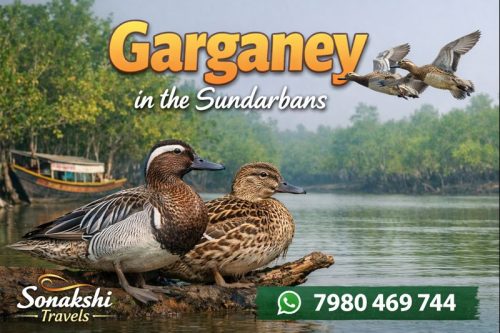 Garganey-Spatula-querquedula