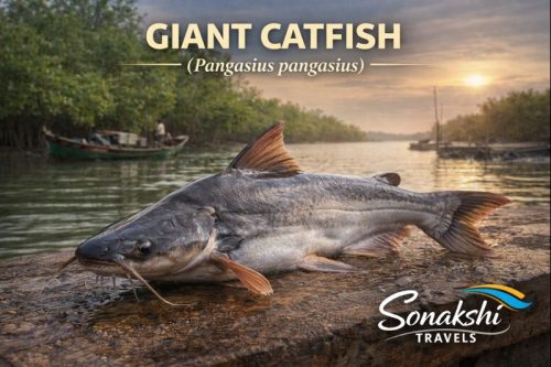 Giant-Catfish-Pangasius-pangasius