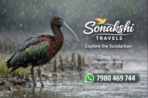 Glossy-Ibis-Plegadis-falcinellus