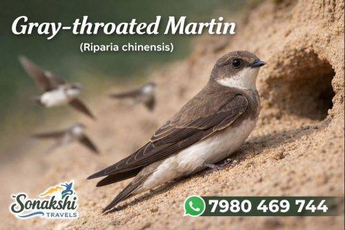Gray-throated-Martin-Riparia-chinensis