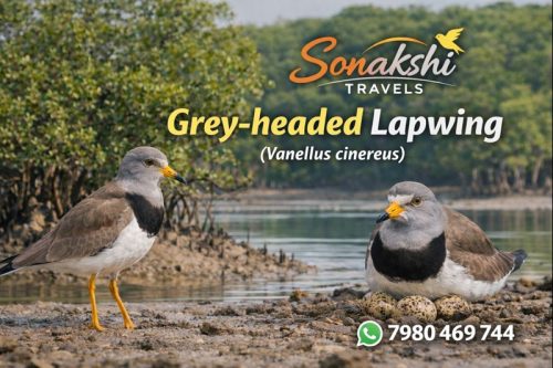 Gray‐headed-Lapwing-Vanellus-cinereus