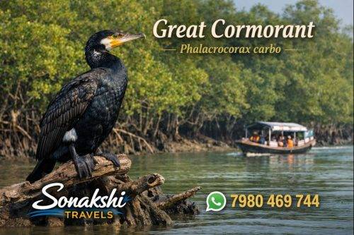 Great-Cormorant-Phalacrocorax-carbo