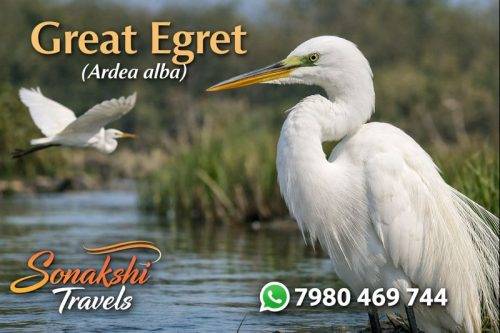 Great-Egret-Ardea-alba
