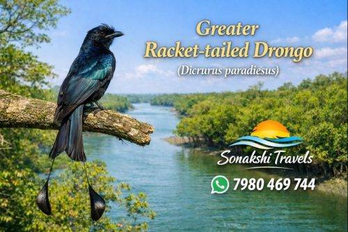 Greater-Racket-tailed-Drongo-Dicrurus-paradiseus
