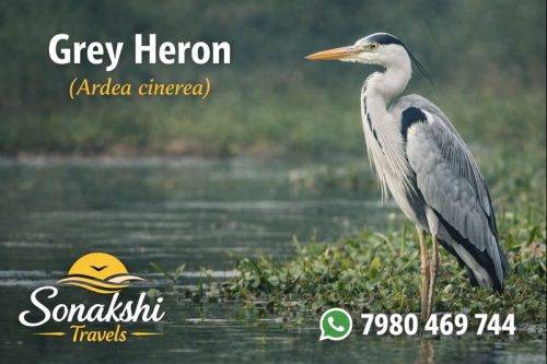 Grey-Heron-Ardea-cinerea