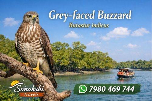 Grey-faced-Buzzard-Butastur-indicus