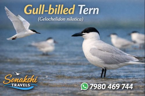 Gull‐billed-Tern-Gelochelidon-nilotica