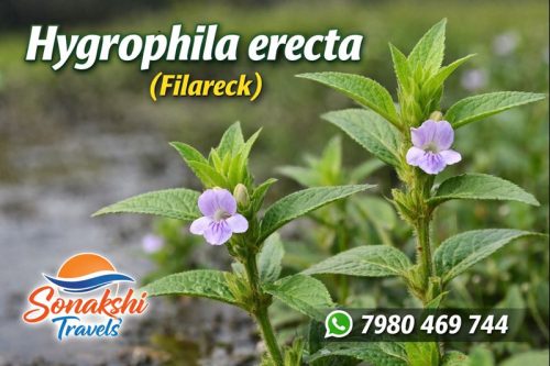 Hygrophila-erecta-Filareck