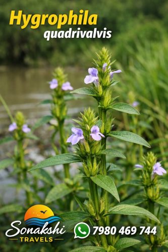 Hygrophila-quadrivalvis