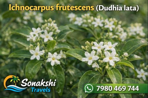 Ichnocarpus-frutescens-Dudhia-lata